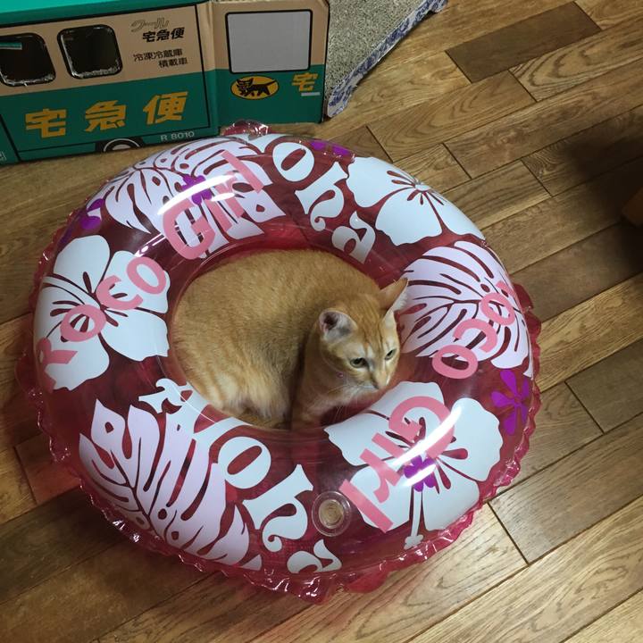 50fbcf71 006e 44d2 a5e5 2f20b553404e