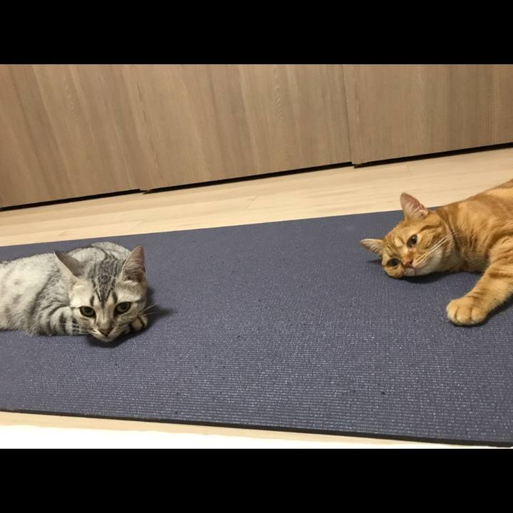 51081bf3 152c 4c9e 99d1 4bff25e420ab