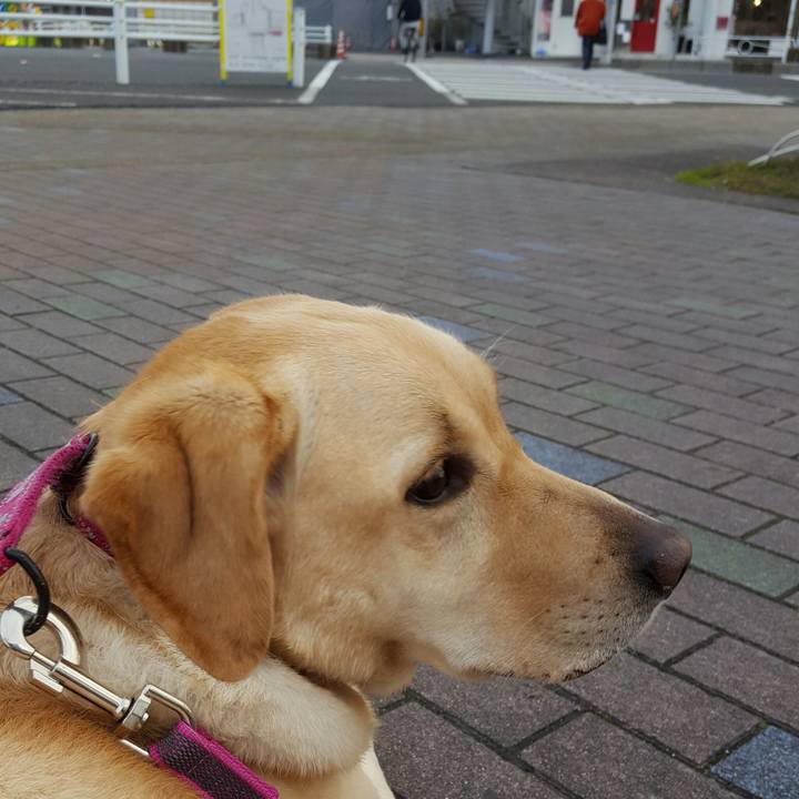 510e2c4a c11c 4d45 9312 0be0dbf73ba5