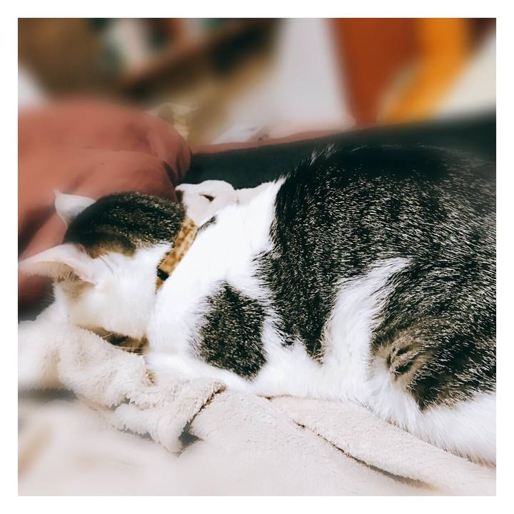 51145b29 9a54 4dc5 9c95 69a0b344a044