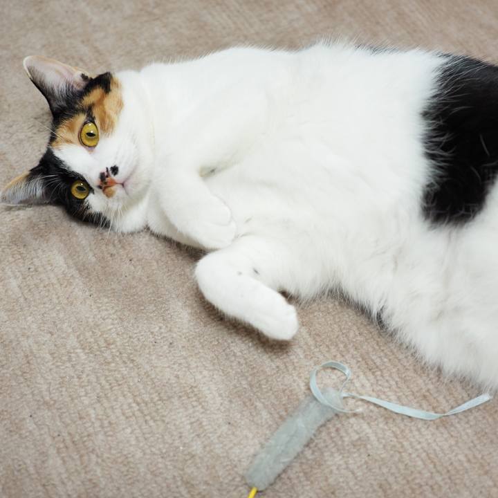 51181316 9770 4961 a686 f040acb04f6a