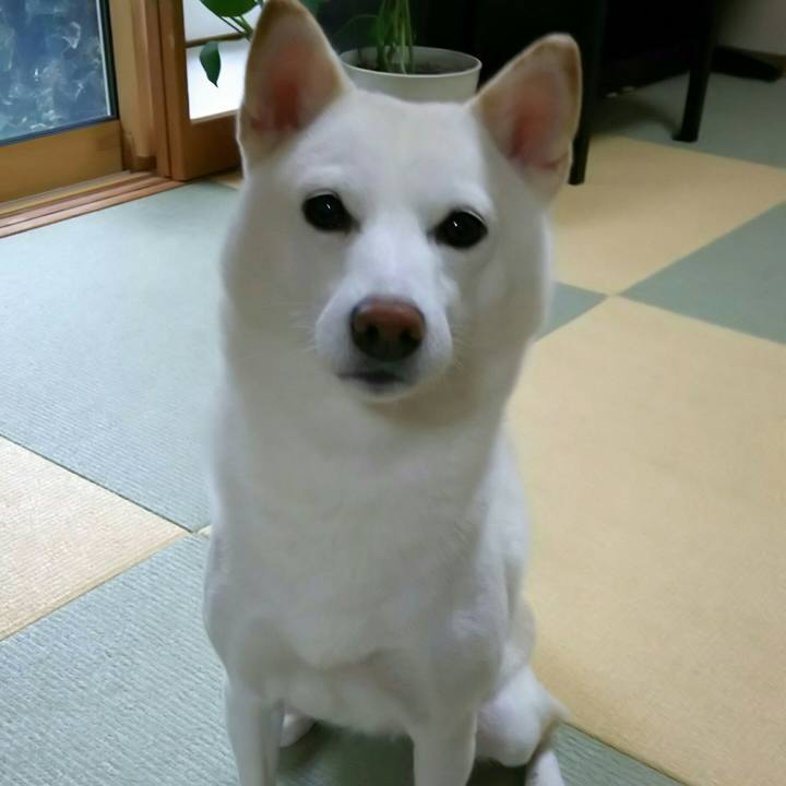 5121125b ff55 4905 a8ff c902f3201f41