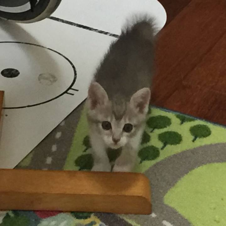 5132af4f 4e53 41bc b320 37080837bdca