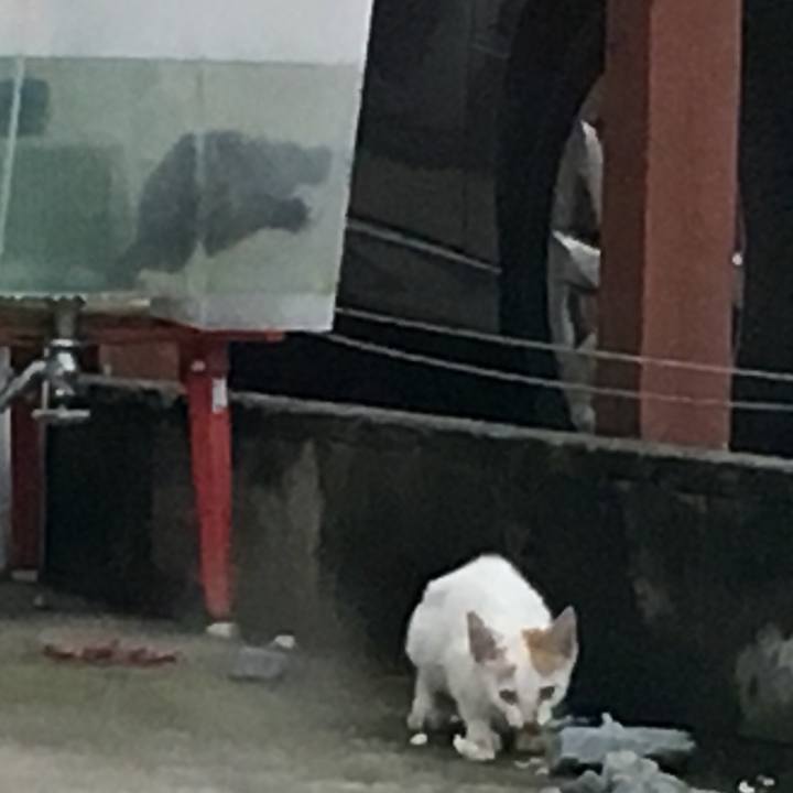 51338c65 d311 4021 9a09 76d1f75800ae