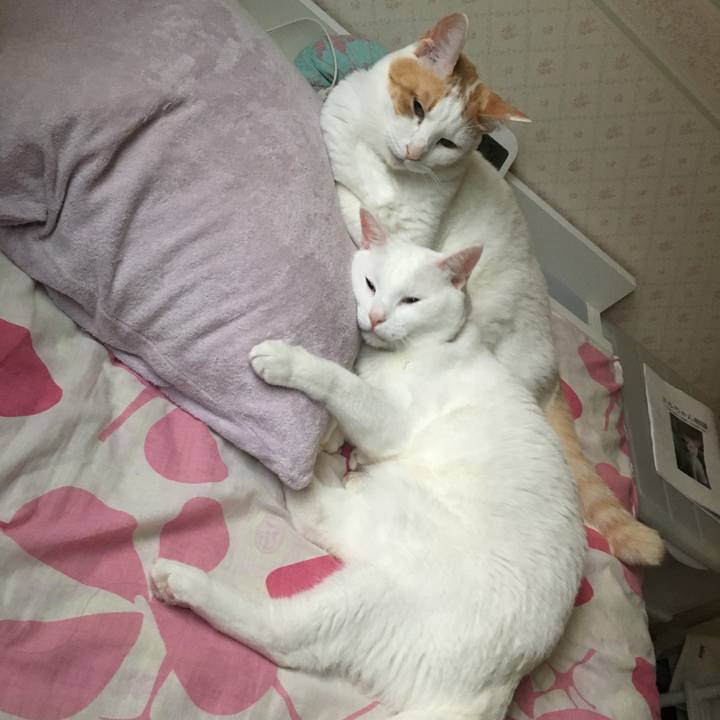 51388dbe c2ed 46f3 873e 5cb0c6900742