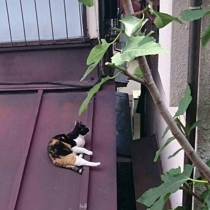 51441cb5 618e 4bf3 bec5 aacc02723687