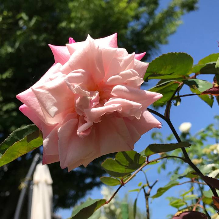 515b1480 ed99 4ed2 b0f2 60038c4dff3c