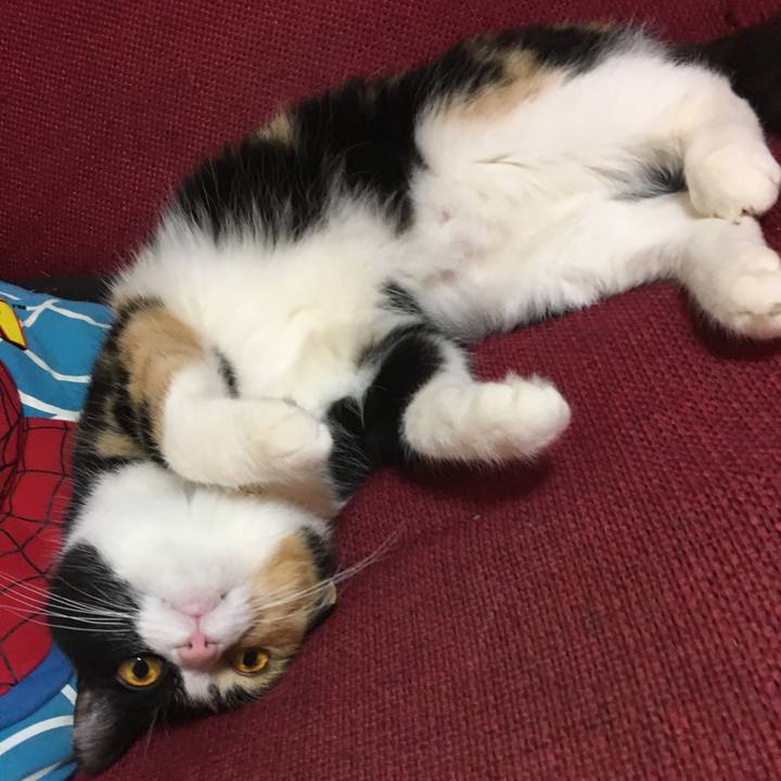 51723a9d 4042 4981 a610 f2af62d87490