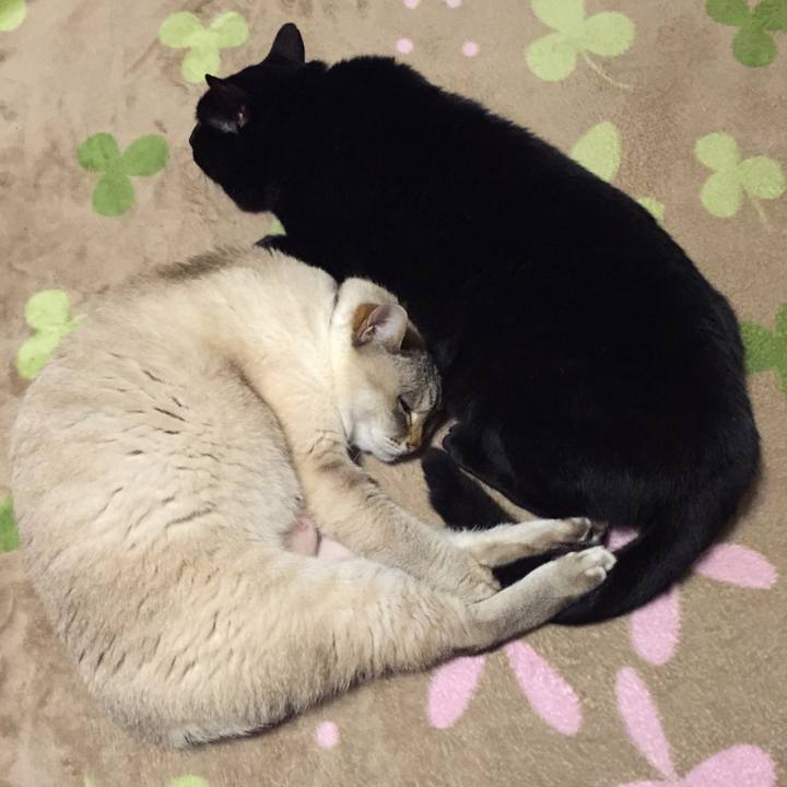 5173462a b8ca 445b a088 22b48a36ad3e