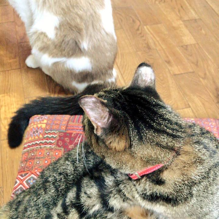 518682ca 0752 4a73 92c5 cf2539ba1cea