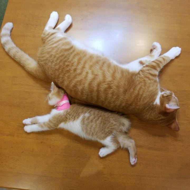 518b9116 43bd 4f2d 9f18 7f721ce66c33