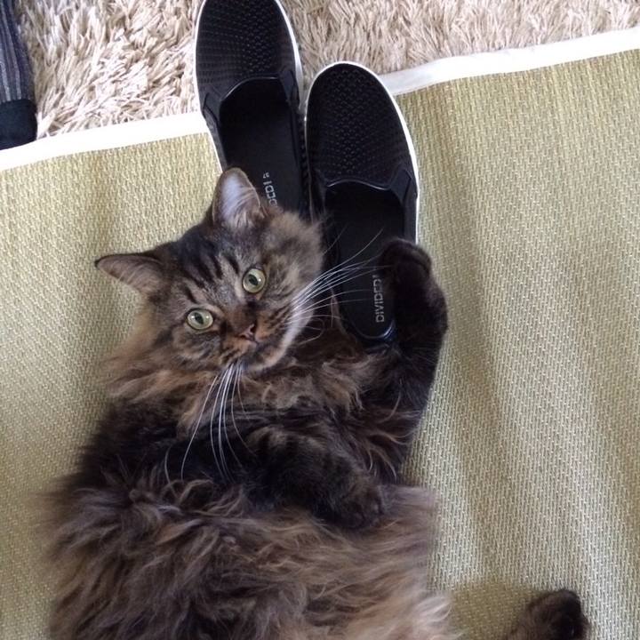 518d2af9 a54e 4903 a93e ae96ba4413c1