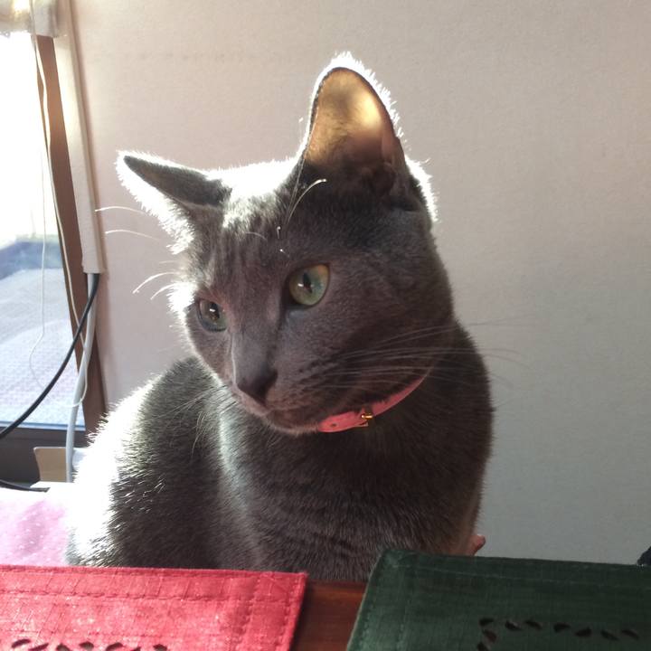 518dcdcd 94c2 401f 9a4d 0c40f3781f43