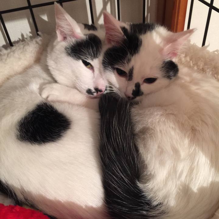 51923d54 93e4 4338 bd37 97fb554b83a4