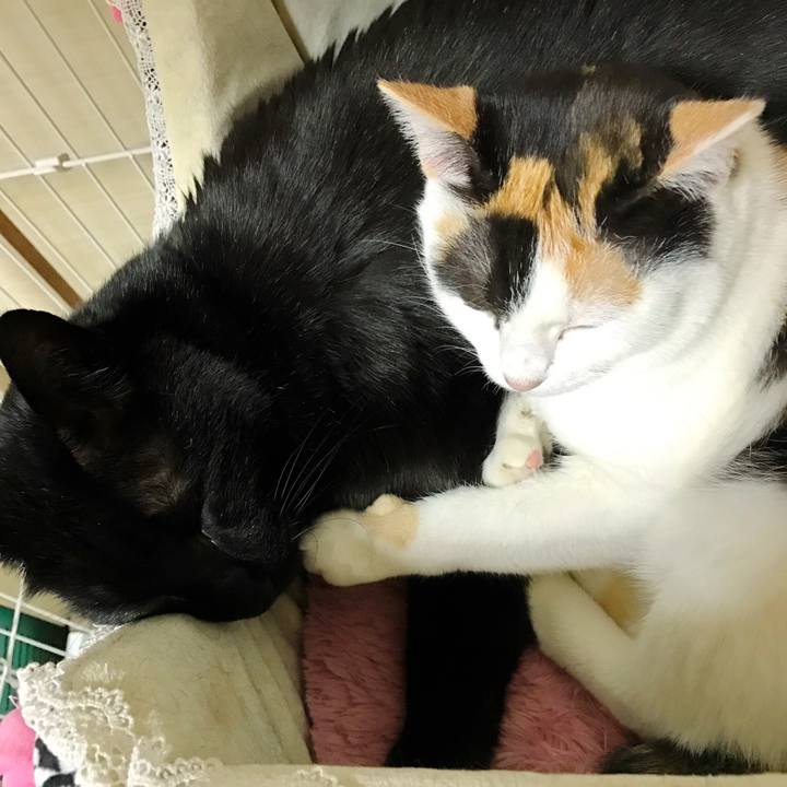 51928acb 1184 4b85 8370 72d49c952956