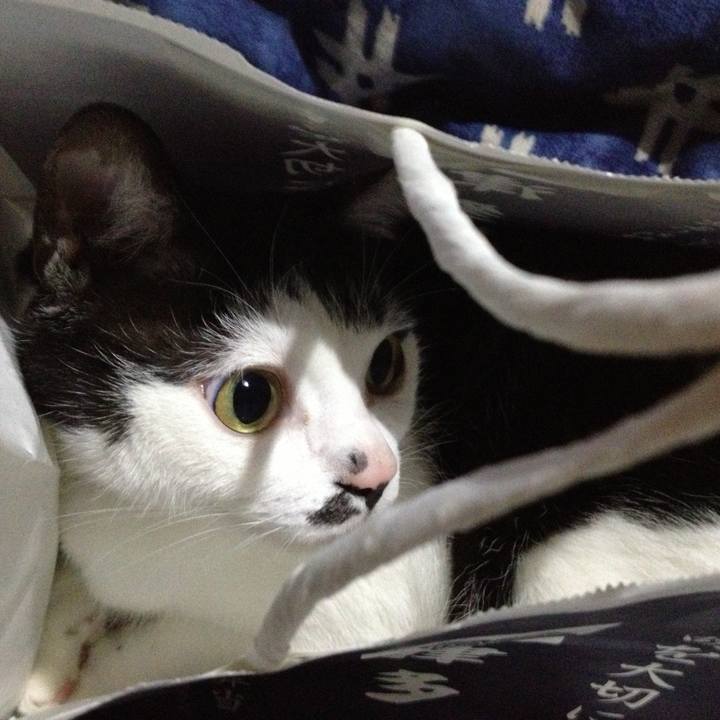 51953afd 7786 4ab8 bb3b 8c103721333e