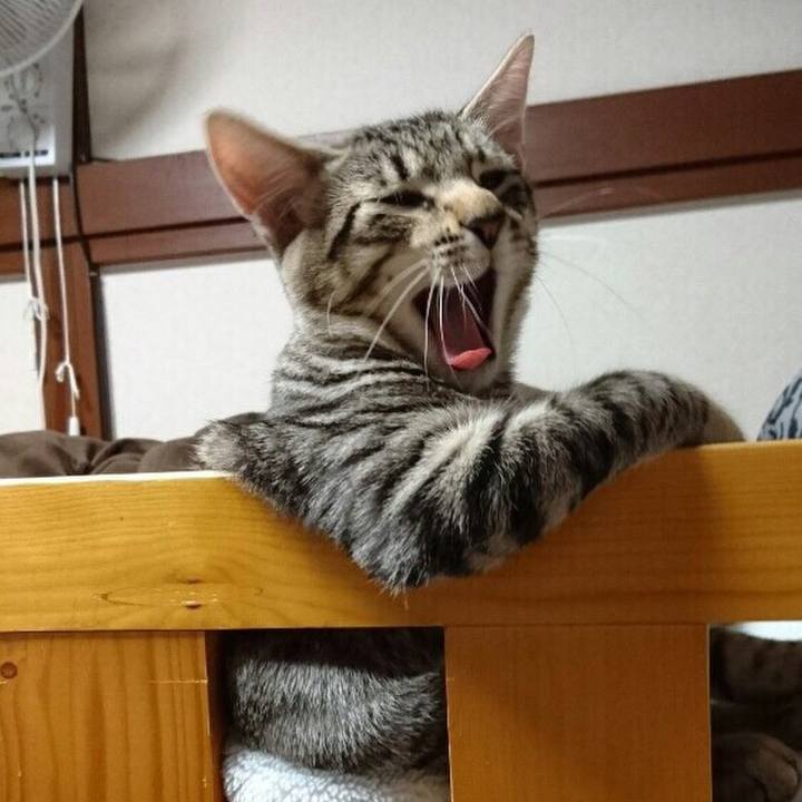 519fbbca 9a69 4880 b65a adee41ae0b6b