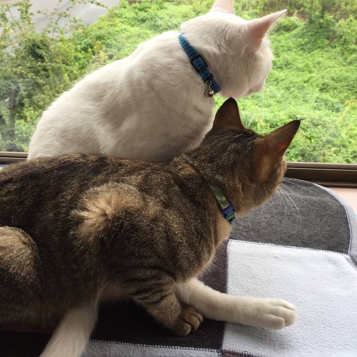 51aaa235 992e 413f 832c 2e7ea12db7ec