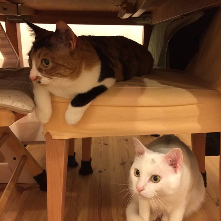 51aece5f f8ef 4c02 a459 1ea11d0a0420