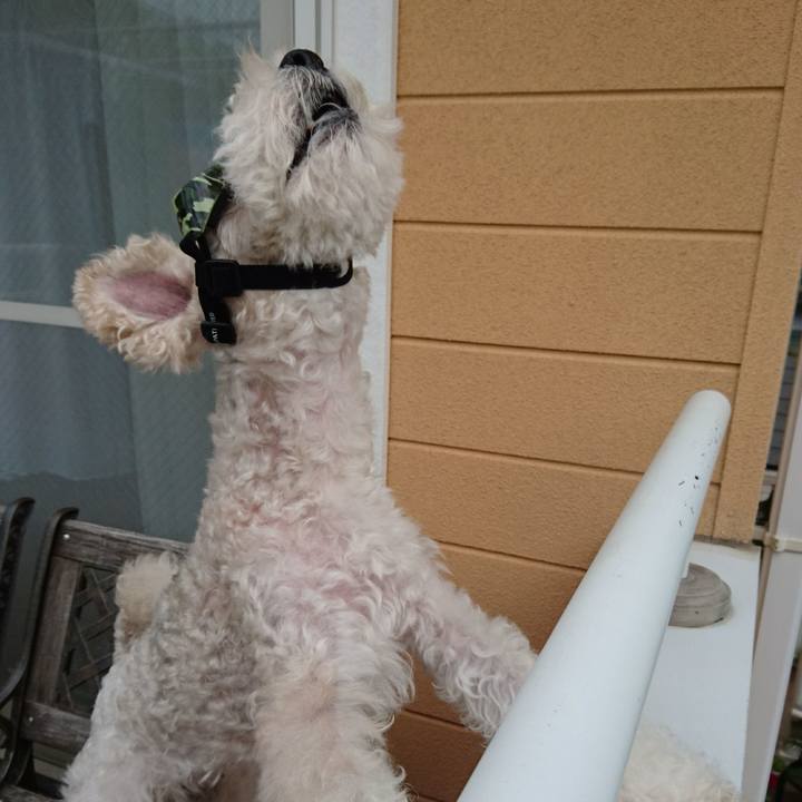 51c02c5a c99c 4b69 aafa 6257ff199abc