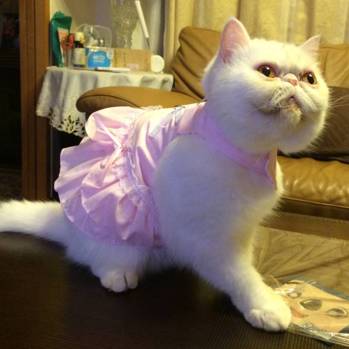 51c211bc 93f7 4233 9403 bd071819d14c