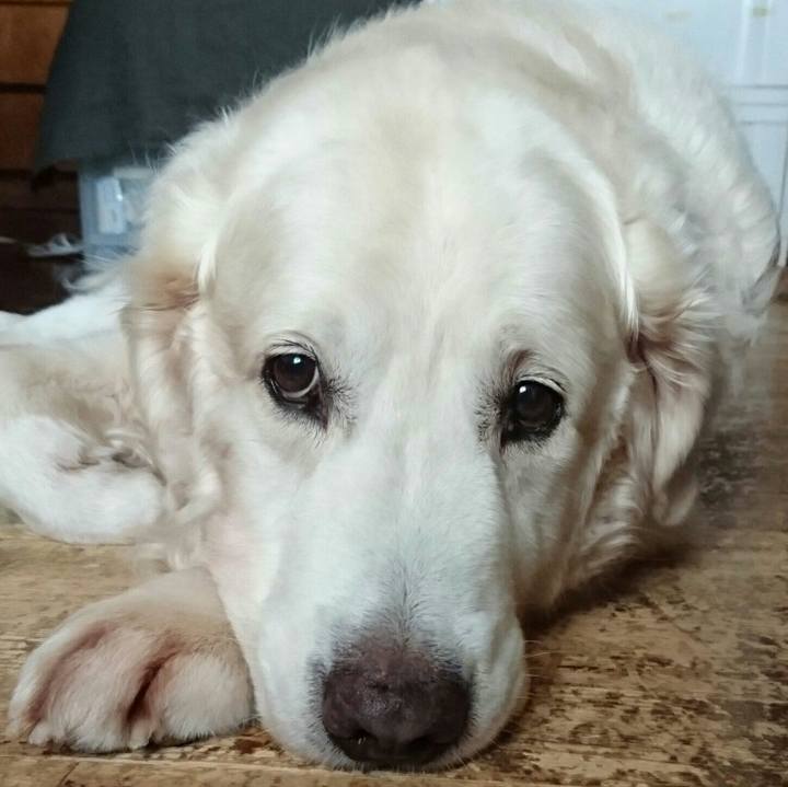 51c2702e e8e1 4a69 b4fe 040aa436449e