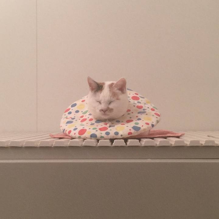 51c3a6c4 6a4f 4c04 9026 f570264b4636