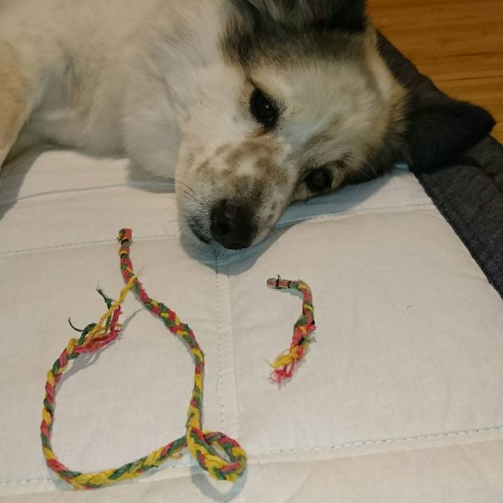 51c3ed66 3950 4dee 817b 2f747111607c