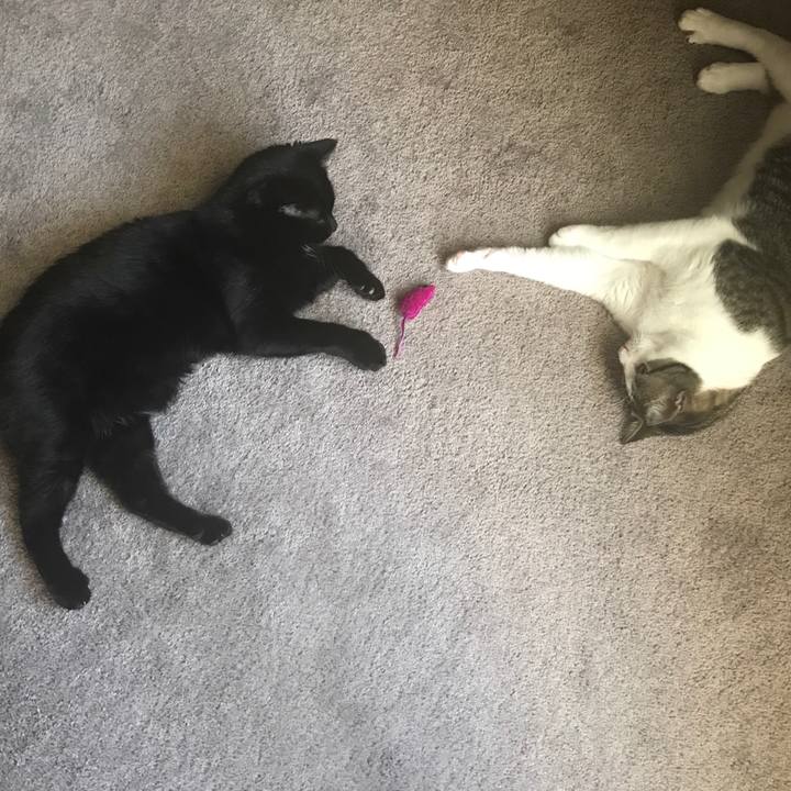 51ca4385 7200 46f4 b682 c46d43e9d4fe