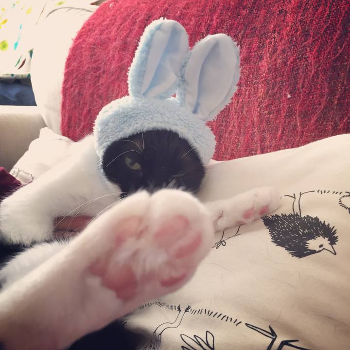 51cacd58 2c9c 4e98 a8a8 1cd2e265b822