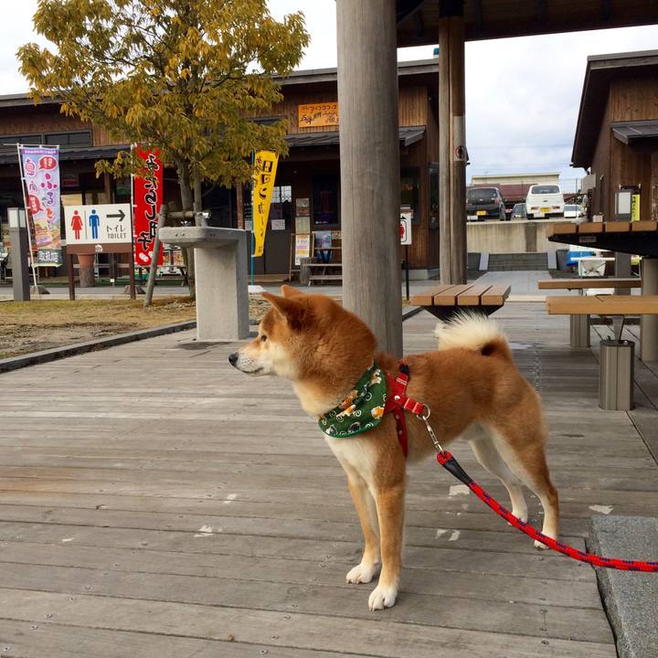 51ccb026 a06a 4a37 8a75 2b1e83f5e8f0