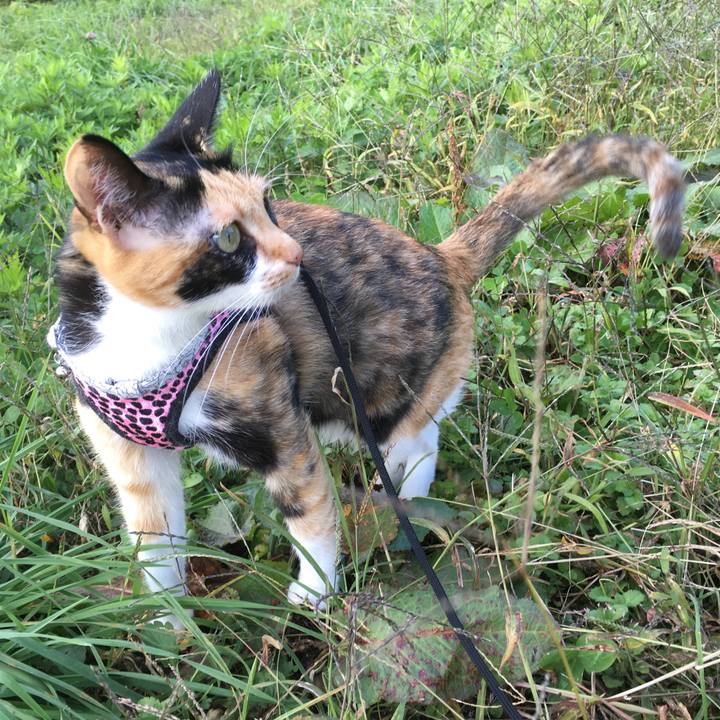 51ccbc5f 70ae 4758 8ab7 2780964ce918