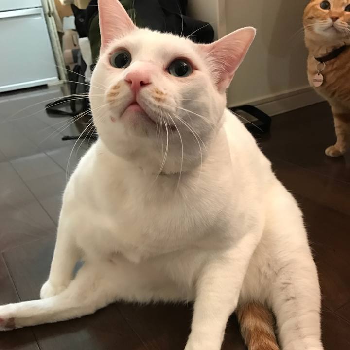 51cd0aad 6333 49a8 bf22 31ae6b97ca1c