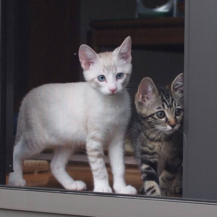 51cf83a4 5038 4ba9 841e 7d4fca2f08a0