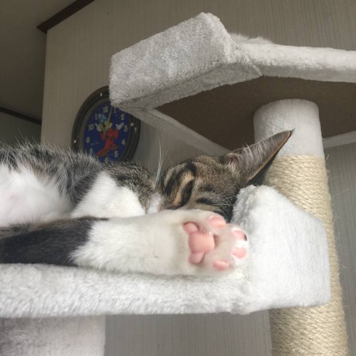 51cf89a4 f260 471c a346 4483ab5e0a7a