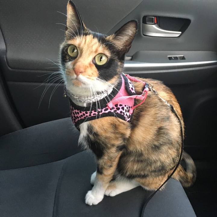 51da264a dff1 4a47 972f cdc97fd5ee96