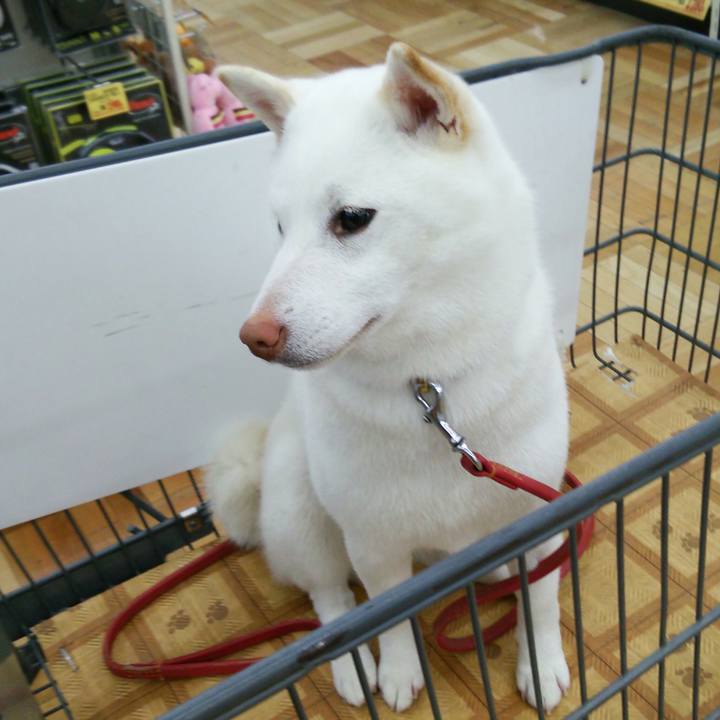 51dfe689 efdd 4dec 8261 81413e01423a