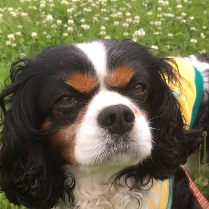 51e35335 9ee5 4ea4 939b da1233eaf2d2