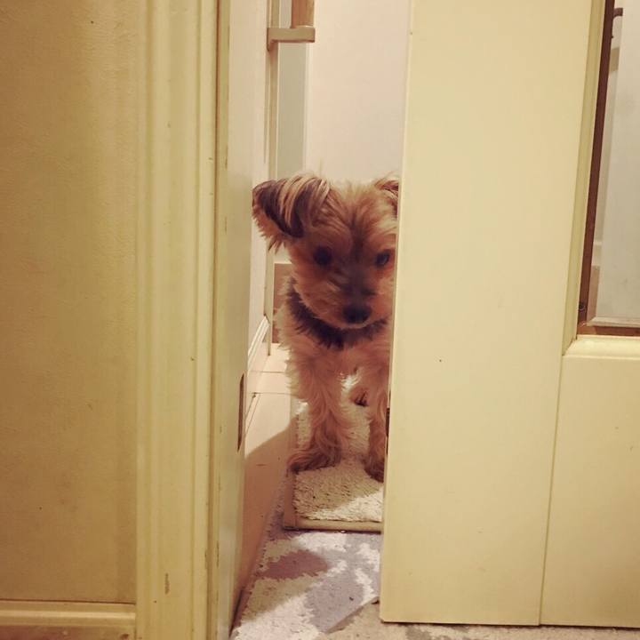 51e3d4e8 0008 4a61 8237 a7d38762d934