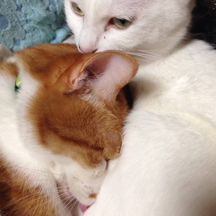 51ea8e7a d446 4cca acb9 834053867484