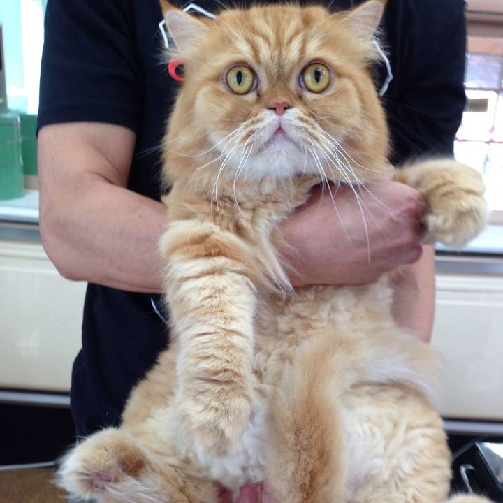 51eee7cf c393 405a ab93 5103df7cfacb