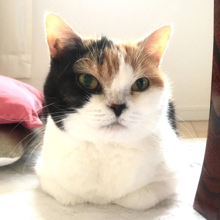 51f2cd02 d065 4e38 8928 4828d6c52add