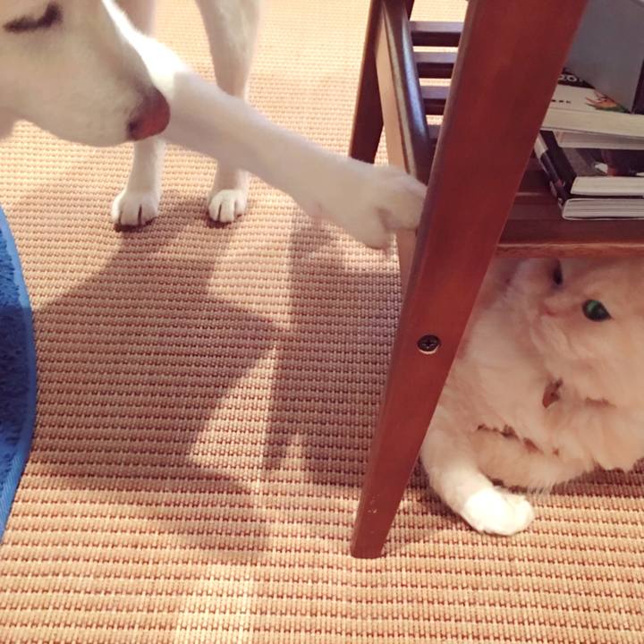 51ff66a4 3b99 4350 9580 50ad4ac94f87