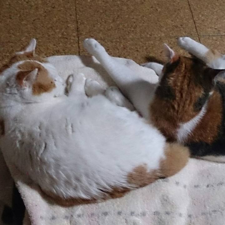 51ff9be1 d51d 4fe9 8558 ff5e430b1a2c