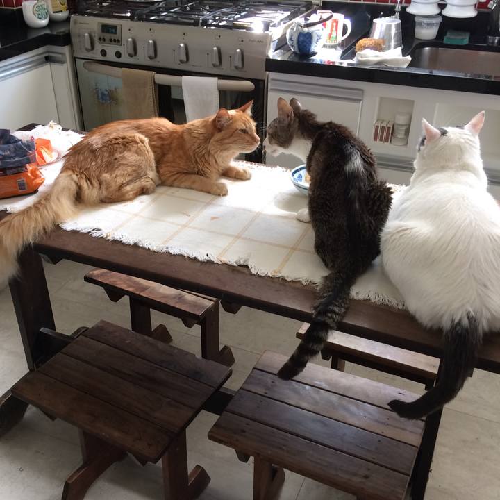 51ffcce0 6bb4 4acc 8176 442bbbd3c9fe