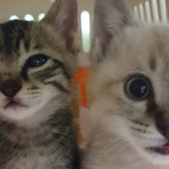 521a7bd2 20f7 4d52 ac3d 1ced04c37af8