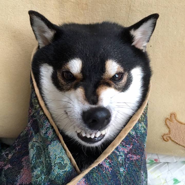 521b3fd4 c4ee 42af b6d9 f5be735665db