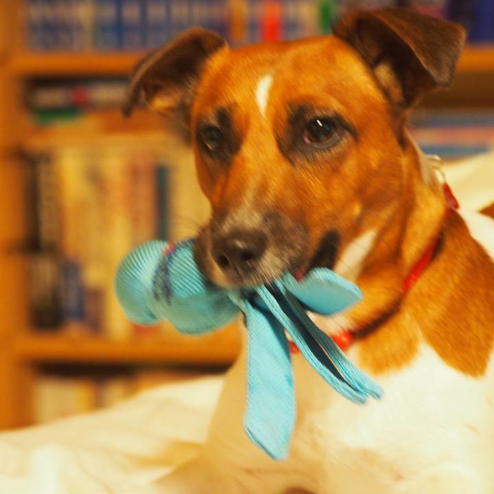 521f1360 17c5 449a bda4 03858903e522