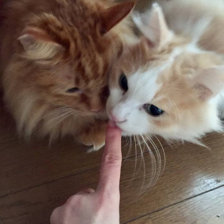 5231400f 2c1d 409d 8fad d68bd4064f9d