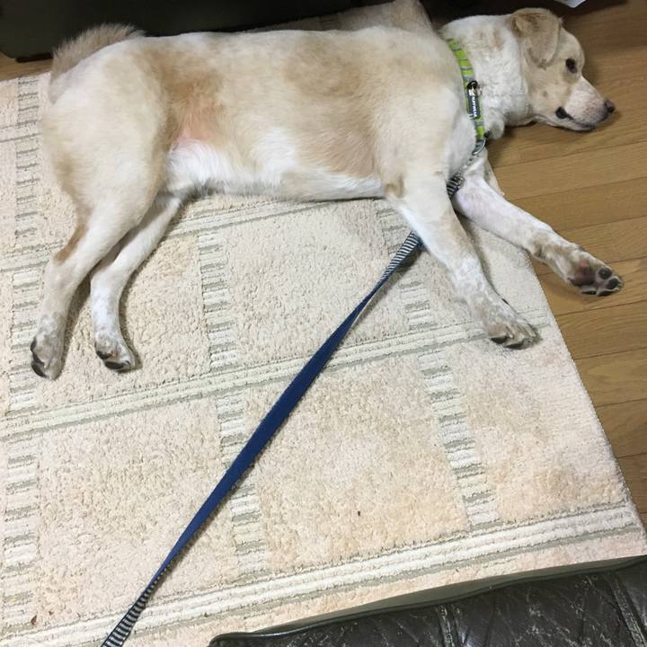 523ad2d3 0c51 4ab7 9c28 a55d33fce27a